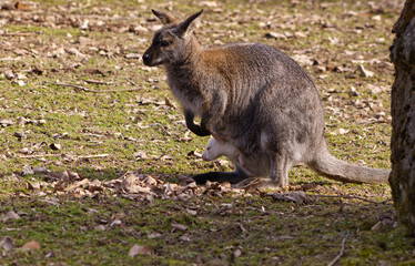 Close-up of a white baby kangaroo in a pouch with an adult female kangaroo. Baby kangaroo in a pouch. Babies in spring. Kangaroo in the zoo.