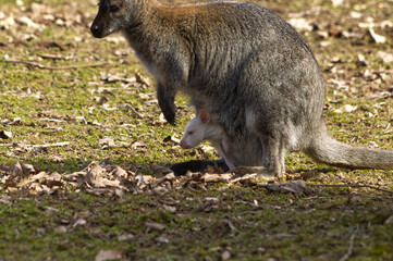 Close-up of a white baby kangaroo in a pouch with an adult female kangaroo. Baby kangaroo in a pouch. Babies in spring. Kangaroo in the zoo.