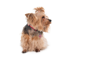 Small dog with long fur sitting calmly in a studio setting during daylight hours