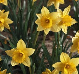 Fototapeta premium Close-up of glistening daffodil petals, bright yellow hues , vibrant colors, sunlight, outdoor