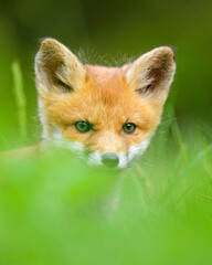 Red fox kit portrait, adorable look