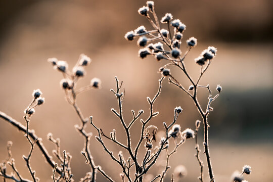 beautiful grass in the winter glow of the sun orange frost morning pretty