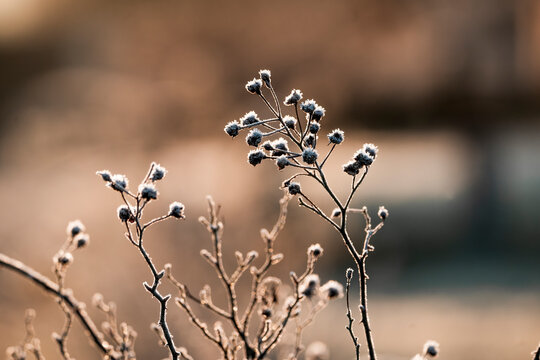 beautiful grass in the winter glow of the sun orange frost morning pretty - Powered by Adobe
