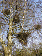 European mistletoe in nature, common mistletoe parasitizes on birch tree branches