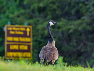 Canadian Goose / Geese make Lake Mineral Wells State Park home in the spring time.  Mineral Wells, Texas.