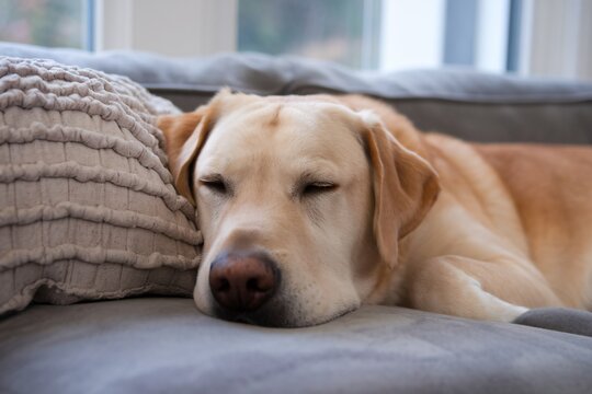A relaxed yellow Labrador retriever napping peacefully on a cozy gray couch.