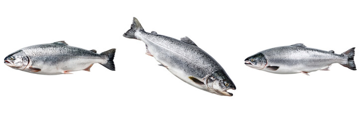 Naklejka premium Salmon fish isolated on transparent background fresh seafood nature