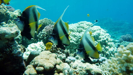 Colorful tropical fish on a coral reef, amazingly beautiful fairy world. In the coral gardens of the Red Sea.