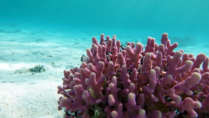 Colorful tropical fish on a coral reef, amazingly beautiful fairy world. In the coral gardens of...