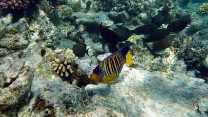 Colorful tropical fish on a coral reef, amazingly beautiful fairy world. In the coral gardens of the Red Sea.
