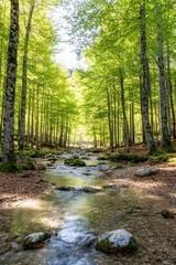 Obraz premium A beautiful clear rocky stream flows peacefully through a serene sunlit forest floor surrounded by tall trees and vibrant green leaves.