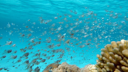 Colorful tropical fish on a coral reef, amazingly beautiful fairy world. In the coral gardens of the Red Sea.

