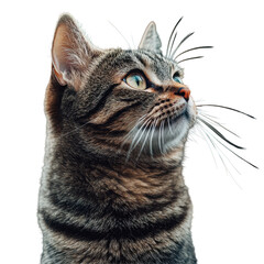 Gray tabby cat portrait isolated on black background looking up attentively curious feline face with expressive green eyes and long whiskers