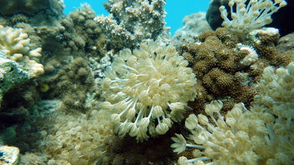 Beautiful coral reefs and Red Sea koral gardens.  © Vitalii6447