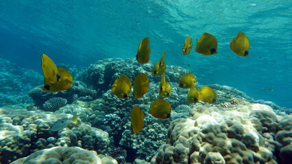 Colorful tropical fish on a coral reef, amazingly beautiful fairy world. In the coral gardens of the Red Sea.