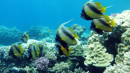 Colorful tropical fish on a coral reef, amazingly beautiful fairy world. In the coral gardens of the Red Sea.
