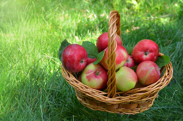  Rattan basket with fresh juicy red apples stands on green grass. Apple harvest ,healthy fruit food concept. Free copy space