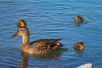 A photo of a duck and her chicks swimming in a pond