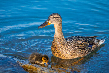 A photo of a duck and its baby swimming in a lake
