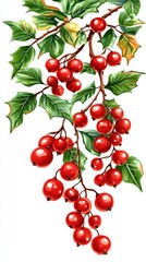 Watercolor painting of red currant berries hanging from a branch with green leaves botanical illustration isolated on white background