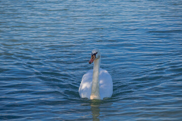 A photo of a swan swimming in the water