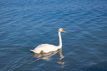 A photo of a white swan swimming in a lake
