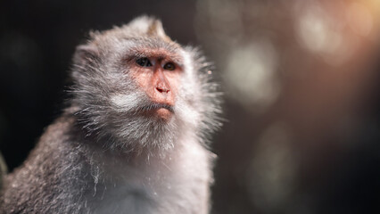 Monkey in the Sacred Ubud Forest, Bali