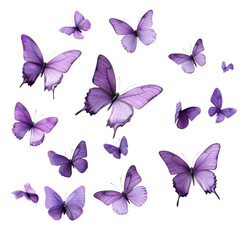 Purple butterflies collection on transparent background