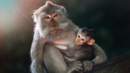 Fototapeta premium Monkey mother with baby in sacred Ubud monkey forest, Bali 