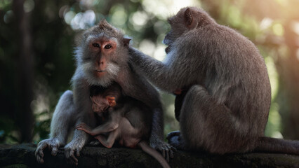 Monkey mother with baby in sacred Ubud monkey forest, Bali	
