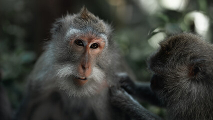 Fototapeta premium Monkey in the Sacred Ubud Forest, Bali
