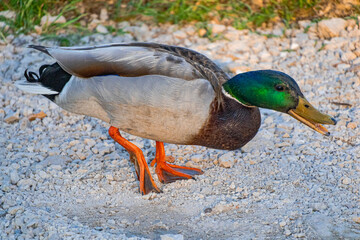 A photo of a duck walking on a gravel road