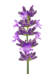  Lavender flower in spring, isolated on white