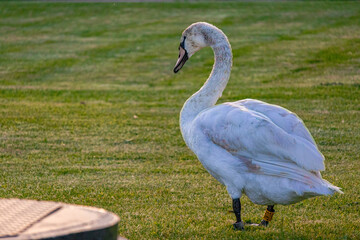 A photo of a white swan walking in a grassy field