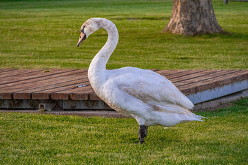 A photo of a white swan standing on a wooden platform