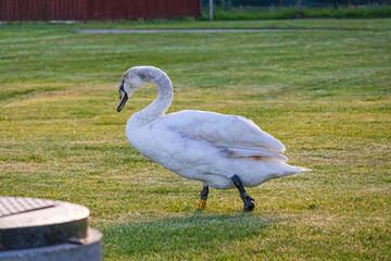 A photo of a white duck walking in the grass