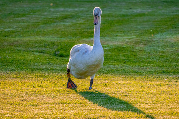 A photo of a white swan walking across a green field
