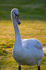 A photo of a white swan standing in the grass