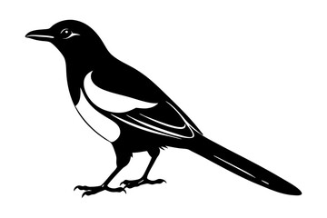Obraz premium Magpie Silhouette vector
