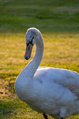 Fototapeta premium A photo of a white swan walking on a grassy field