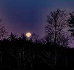 Full Moon Rising Against a Vibrant Purple Sky