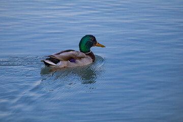 A photo of a duck swimming in a lake with a blue sky