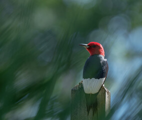Red-headed woodpecker 