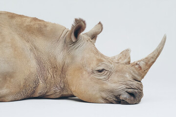 Obraz premium ```Wild rhino in serene repose evokes Earth Day tranquility, biodiversity's gentle giant reflecting conservation's sacred tapestry```