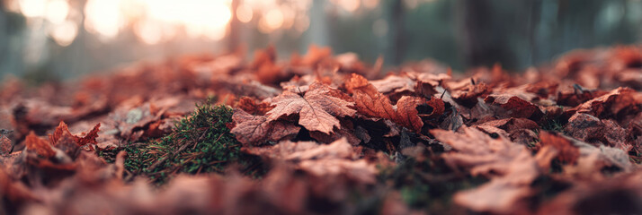 Obraz premium Fallen leaves carpeting the forest floor, echoing whispers of Samhain and Diwali, nature's tapestry in autumnal twilight