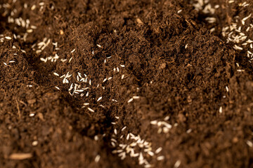lettuce in soil, a plot of land mixed with peat and lettuce seeds are planted, closeup