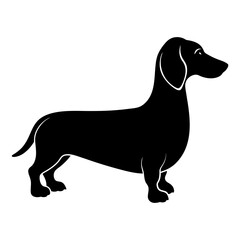 Silhouette of a dachshund standing on white ground