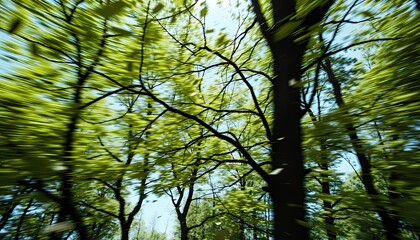Fototapeta premium Lush Green Forest Canopy View with Clear Blue Sky Natural Sunlight and Low Angle Perspective Emphasizing Growth Renewal and Ideal for Nature Spring or Earth Day Themes