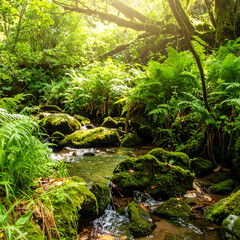 Fototapeta premium Lush greenery frames a pristine stream flowing over mosscovered rocks. Sunlit ferns evoke tranquility and natural beauty. Ideal for nature, wellness, or conservation themes.