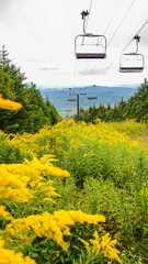 Yellow Wildflowers Blooming at the Summit of a Vermont Ski Resort